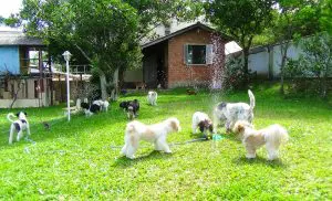 Hotel para cachorros Porto Alegre